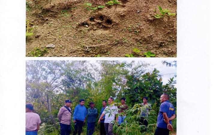 Heboh Penemuan Jejak Kaki Harimau, Pemkab Dairi Imbau Masyarakat agar Waspada
