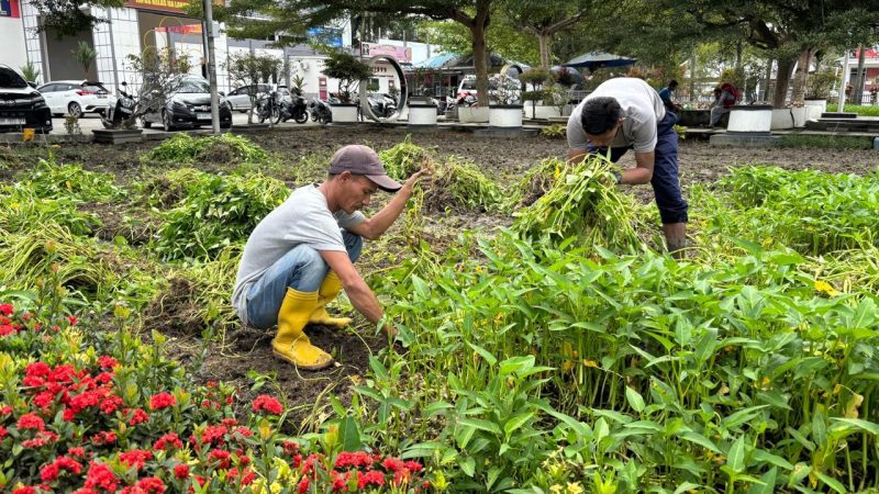 Dukung Program Ketahanan Pangan, LP Lab Ruku Panen tanaman Kangkung 180 Kg. 