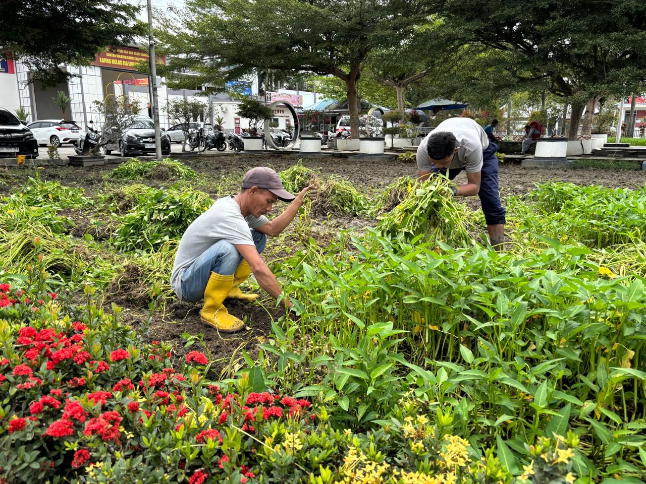 Dukung Program Ketahanan Pangan, LP Lab Ruku Panen tanaman Kangkung 180 Kg. 