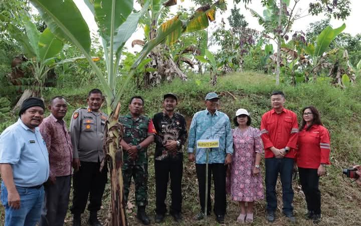 Kembalikan Kejayaan Kemiri Kabupaten Dairi: Bupati Dairi Menanam Sebanyak 2000 Pohon Kemiri di Desa Lae Ambat