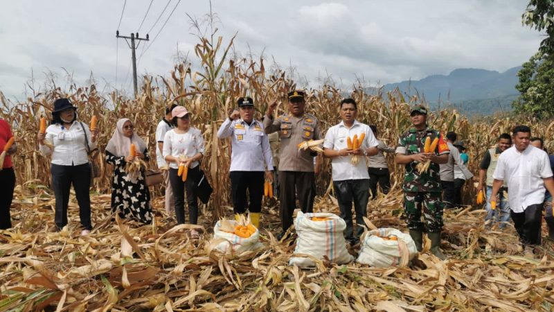 Dukung Ketahanan Pangan, Kapolsek Tanah Pinem dan Forkopimcam Gelar Panen Raya Jagung 15 Ton