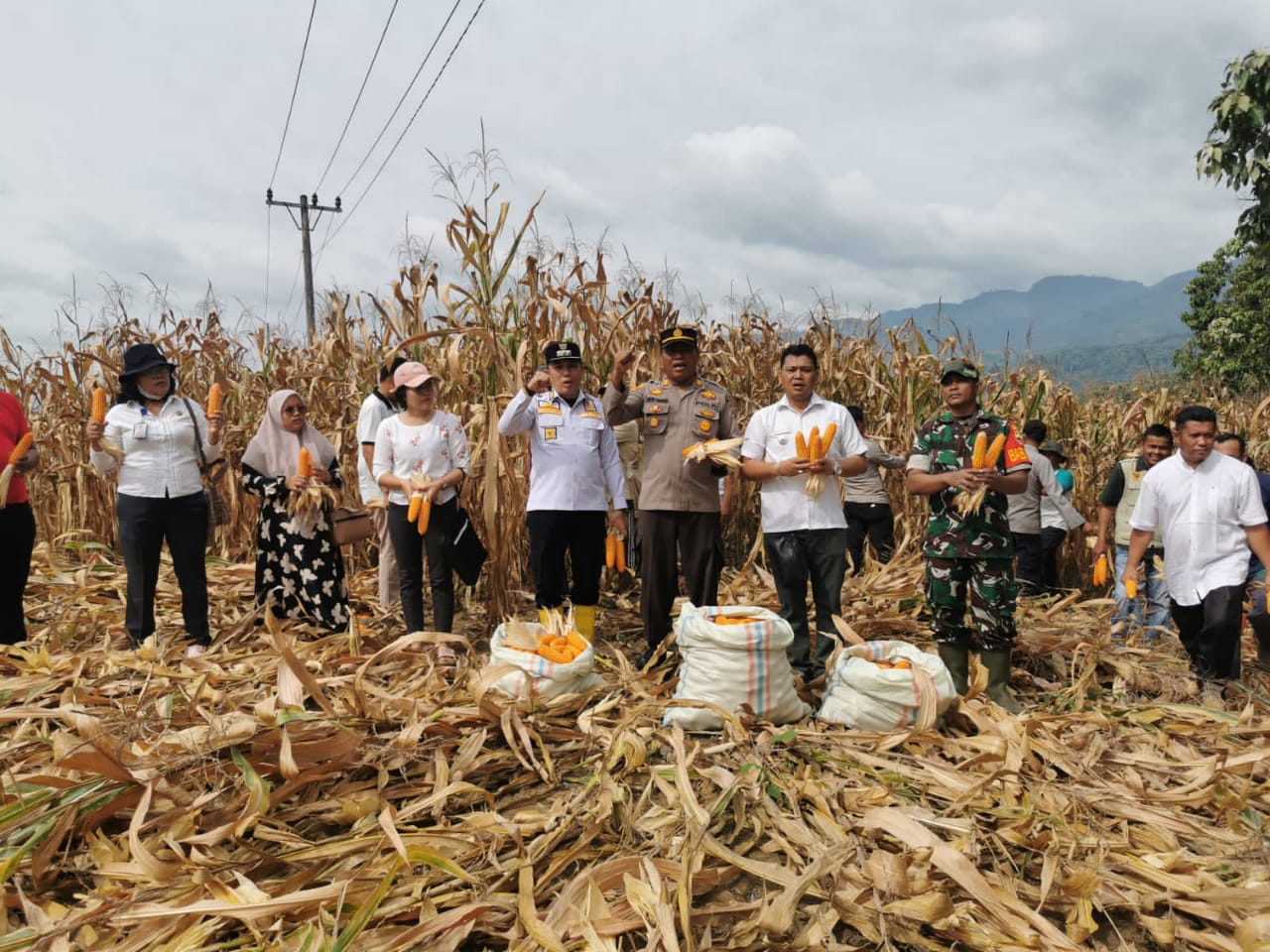 Dukung Ketahanan Pangan, Kapolsek Tanah Pinem dan Forkopimcam Gelar Panen Raya Jagung 15 Ton