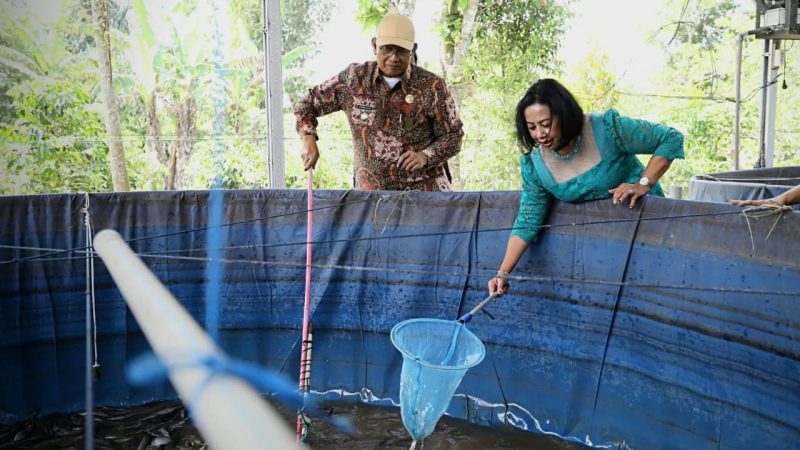 Bupati Dairi dan Ibu Ketua TP PKK Kab. Dairi serta Didampingi Ketua DPRD Kabupaten Dairi Menghadiri Acara Panen Ikan Lele