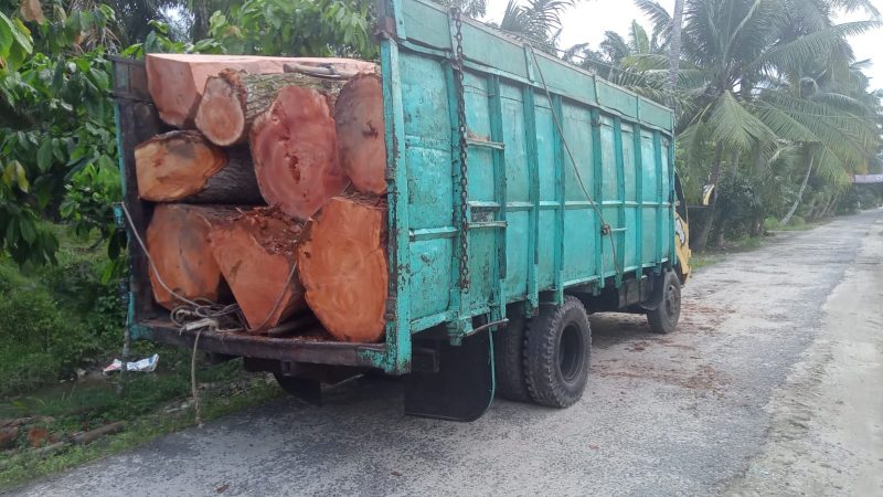 Soal Penebangan Pohon Mahoni Diduga Tak Kantongi Izin, Kades Tinggi Raja di Polisikan
