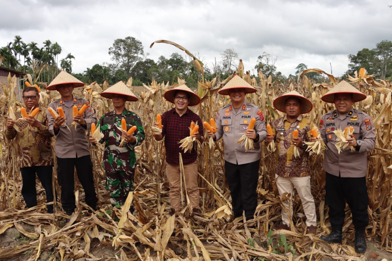 Polres Dairi Sukses Menggelar Panen Raya Jagung Serentak, Bersama Presiden RI Melalui Zoom Meeting