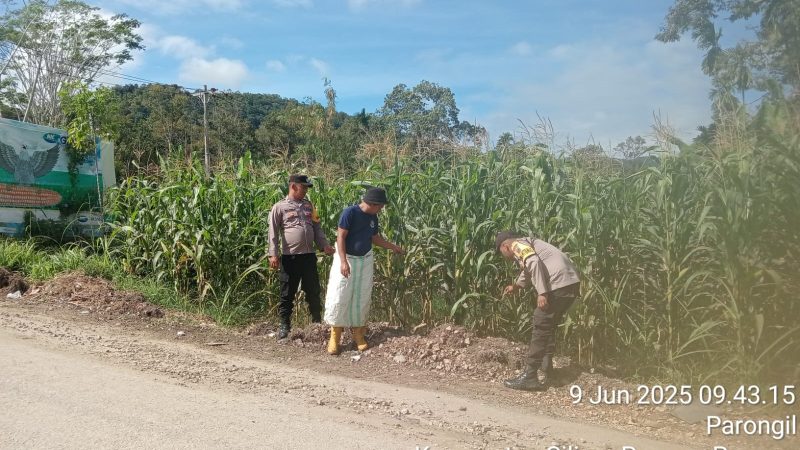 Bhabinkamtibmas Polsek Parongil Lakukan Peninjauan Lahan Jagung Dalam Rangka Program Presiden RI Tentang Ketahanan Pangan