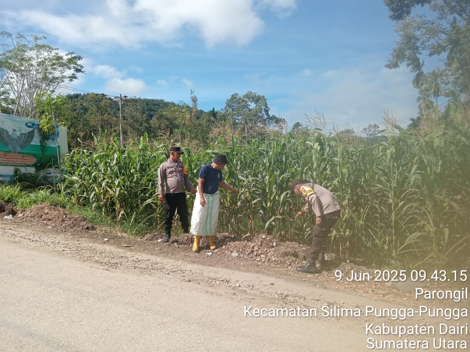 Bhabinkamtibmas Polsek Parongil Lakukan Peninjauan Lahan Jagung Dalam Rangka Program Presiden RI Tentang Ketahanan Pangan