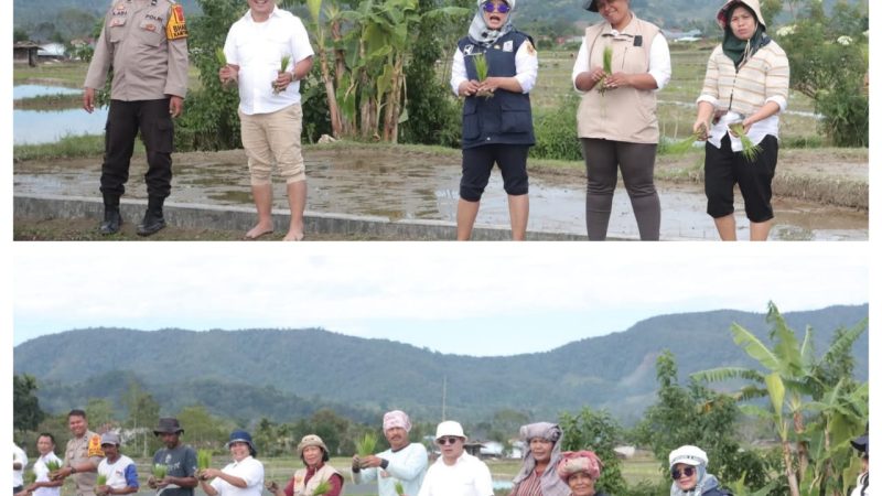 Dukung Swasembada Pangan, Dinas Pertanian Lakukan Tanam Padi Bersama di Daerah Irigasi Sikaleut