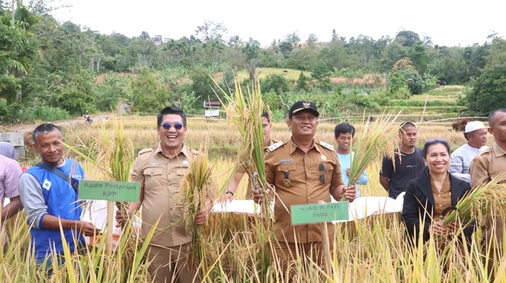 Wabup Panen Padi Bersama Warga Gunung Meriah