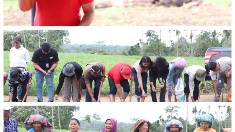 Tanam Padi Gogo di Desa Laumil, Kunci Tingkatkan Hasil Produksi Pangan di Lahan Kering, Amankan lumbung Pangan di Masa Mendatang.