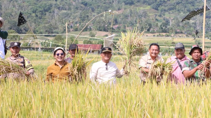 Panen Padi Bersama Petani Desa Buluduri, Wakil Bupati Ajak Petani Perkuat Ketahanan Pangan, Hindari Alih Komoditi di Persawahan