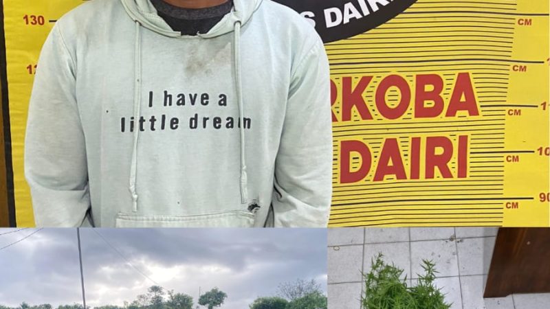 Miliki 3 Pohon Ganja, Petani di Sumbul Diamankan Polres Dairi
