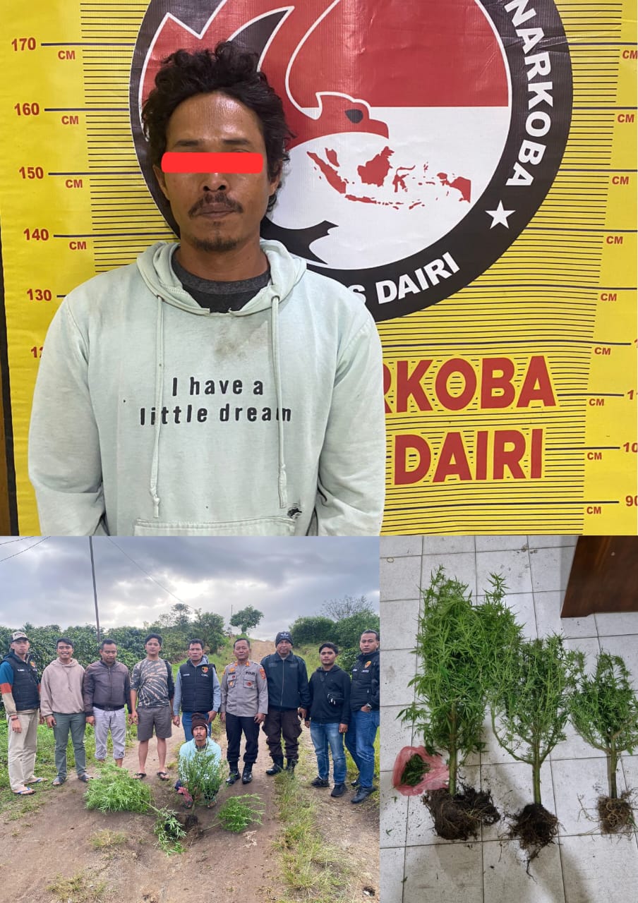 Miliki 3 Pohon Ganja, Petani di Sumbul Diamankan Polres Dairi