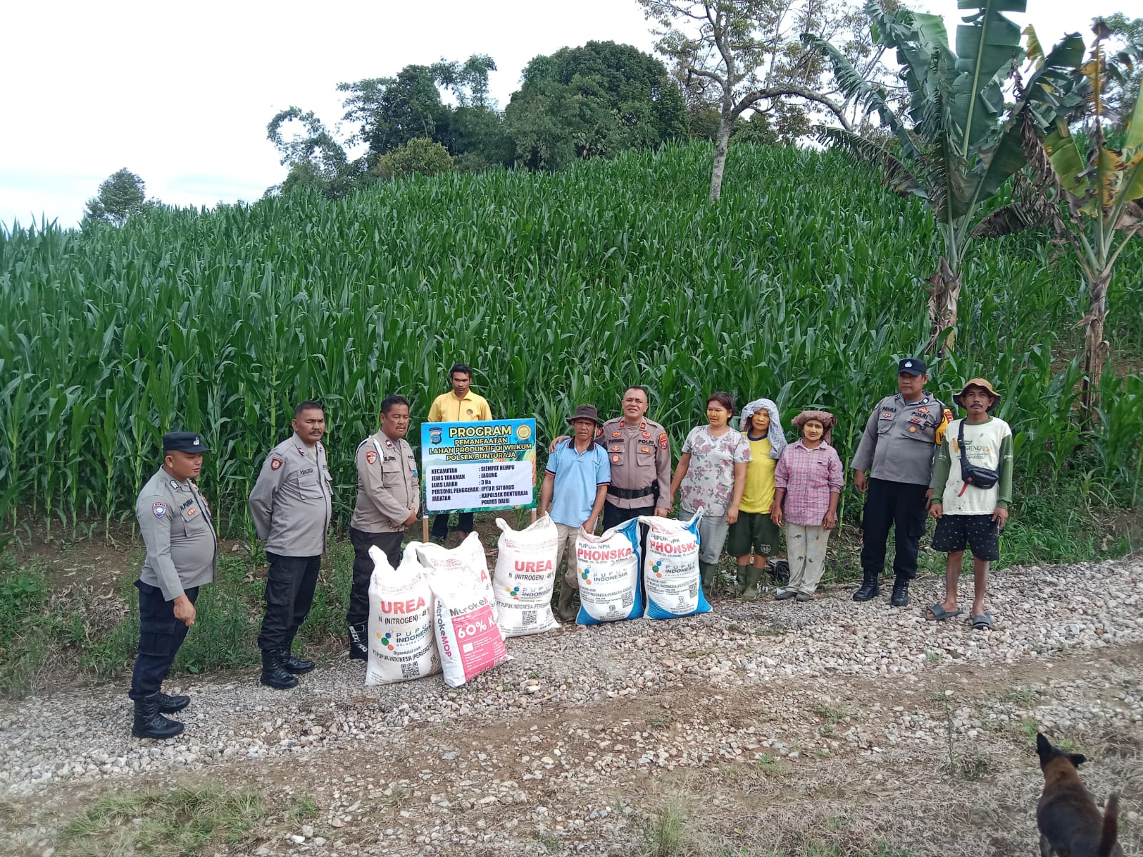 Kapolsek Bunturaja Berikan Bantuan Pupuk dan Lakukan Pemupukan Lahan Produktif Jagung Binaan