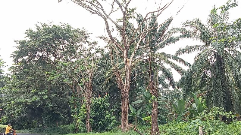 Pohon Lapuk di Simpang Rujak Serut Siumbut Baru Ancam Pengguna Jalan, Jika Tumbang dan Memakan Korban Tanggungjawab Siapa