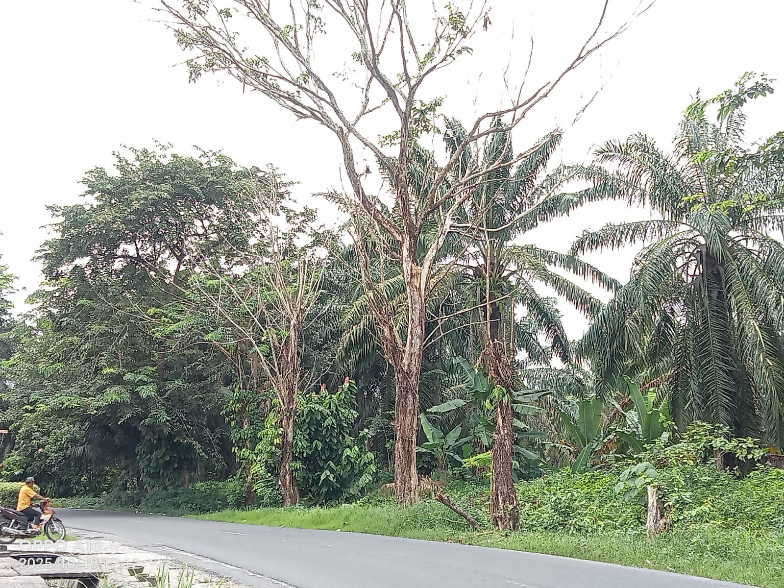 Pohon Lapuk di Simpang Rujak Serut Siumbut Baru Ancam Pengguna Jalan, Jika Tumbang dan Memakan Korban Tanggungjawab Siapa