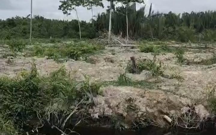 Puluhan Hektar Hutan Mangrove Beralih Fungsi dan Ditanami Kelapa Sawit, Warga Minta Agus Junaidi Ditangkap