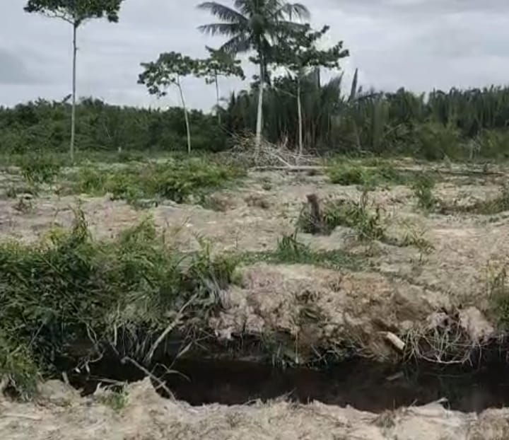 Puluhan Hektar Hutan Mangrove Beralih Fungsi dan Ditanami Kelapa Sawit, Warga Minta Agus Junaidi Ditangkap