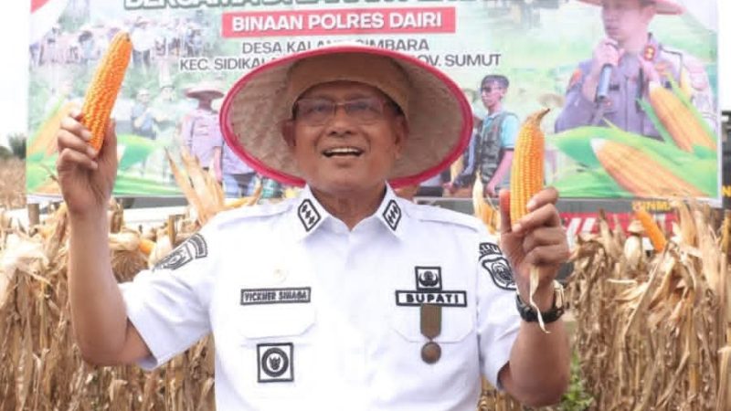 Bupati Dairi Panen Raya Jagung Bersama Di Lahan Binaan Polres Dairi, Panen Selanjutnya Dipastikan Akan Dibeli Oleh Perumda