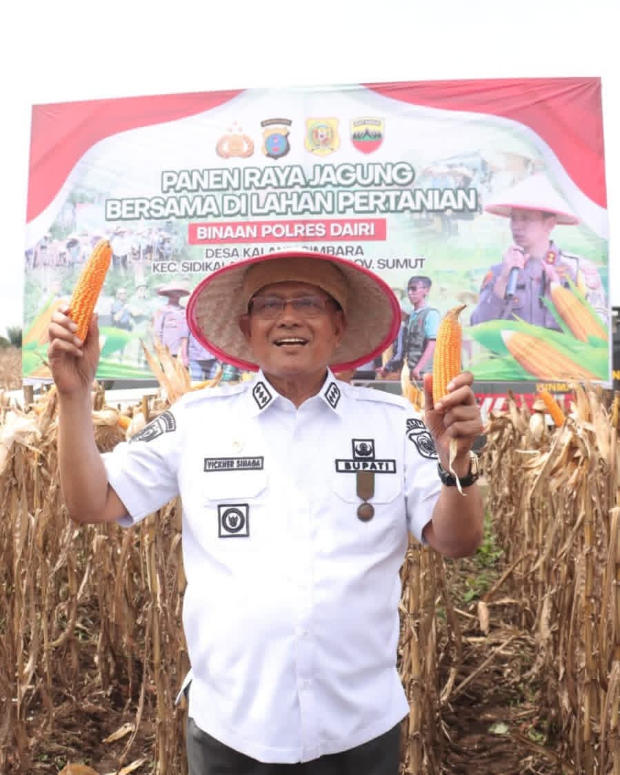 Bupati Dairi Panen Raya Jagung Bersama Di Lahan Binaan Polres Dairi, Panen Selanjutnya Dipastikan Akan Dibeli Oleh Perumda