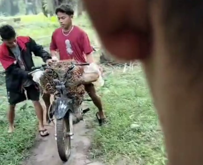 Aksi Pencurian Berondolan Kelapa Sawit Milik PTPN IV BP Mandoge “Marak”, Polsek Diminta Bertindak dan Tangkap Pelaku