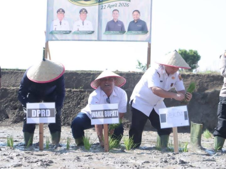 Pemkab Dairi Dan PT. Pupuk Indonesia Tanam Padi Bersama Di Desa Lumban Toruan Seluas105 Hektar