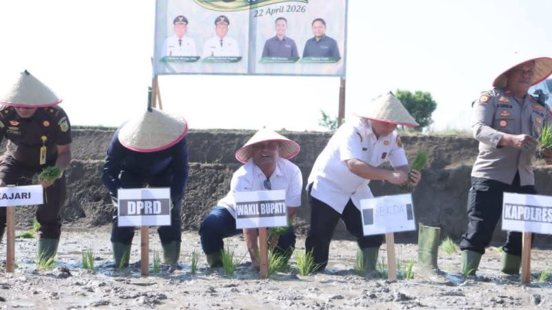 Pemkab Dairi Dan PT. Pupuk Indonesia Tanam Padi Bersama Di Desa Lumban Toruan Seluas105 Hektar