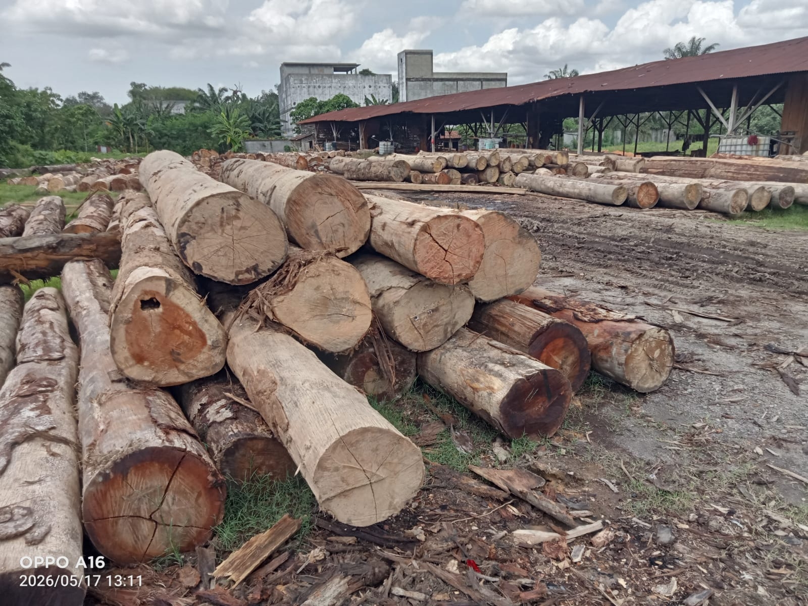 Tim Gabungan Balai Gakkum Kehutanan Wilayah Sumut Temukan Ribuan Ton Kayu Hutan Diduga Illegal di Asahan
