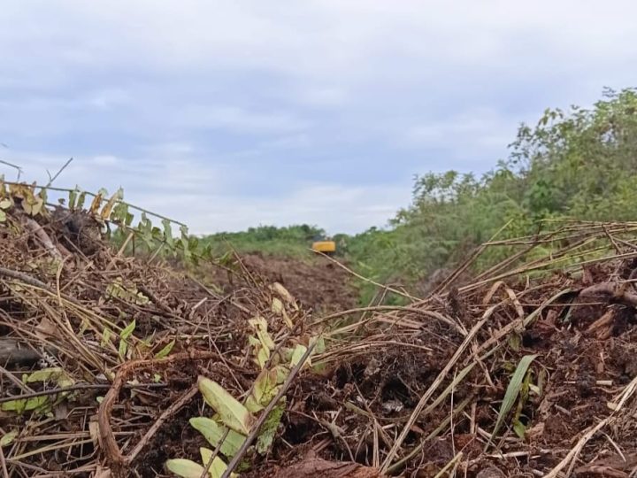 Diduga Alat Berat Beroperasi Didalam Kawasan Hutan Blok 14 Pasar 20 Desa Perbangunan Sei Kepayang