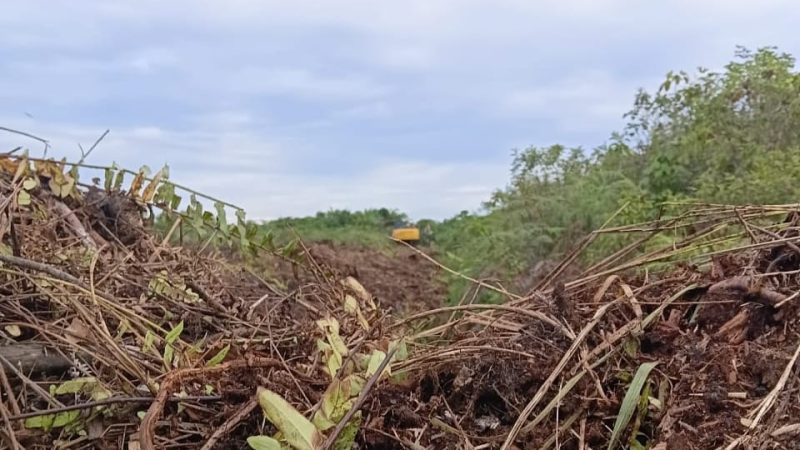Diduga Alat Berat Beroperasi Didalam Kawasan Hutan Blok 14 Pasar 20 Desa Perbangunan Sei Kepayang