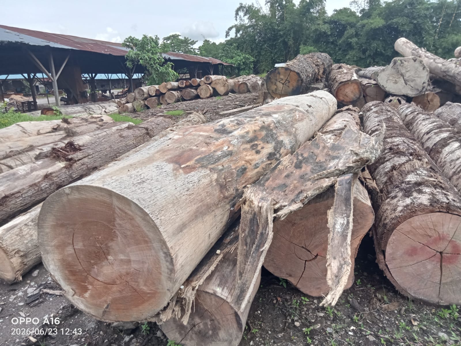 DPD PSI Asahan Pertanyakan Status Hukum Pemilik CV, Ratusan Batang Kayu Hutan Disita Tersangkanya Kemana
