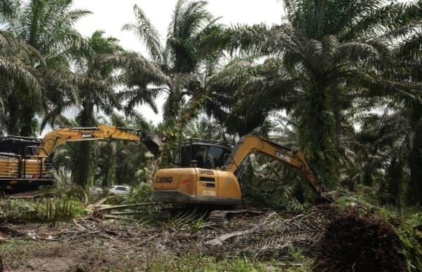 UPT KPH Wilayah III Kisaran Terkesan Tutup Mata, Kawasan Hutan Blok 14 Pasar 20 Desa Perbangunan Diduga Beralih Fungsi dan Diperjualbelikan Jadi Tanaman Sawit