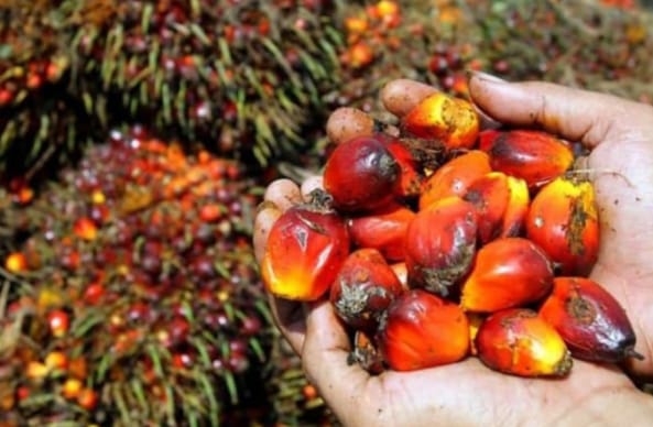 Dugaan Praktik Jual Beli Kawasan Hutan di Desa Perbangunan, 1266 Hektar HTR Tani Mandiri “Disulap” Jadi Tanaman Sawit : Ramlan Sinaga Kuasai Ratusan Hektar