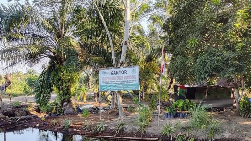 1.266,6 Hektar HTR Ditanami Sawit, Kantor Koptan Mandiri di Kawasan Hutan Mirip “Gubuk Derita” Dipertanyakan