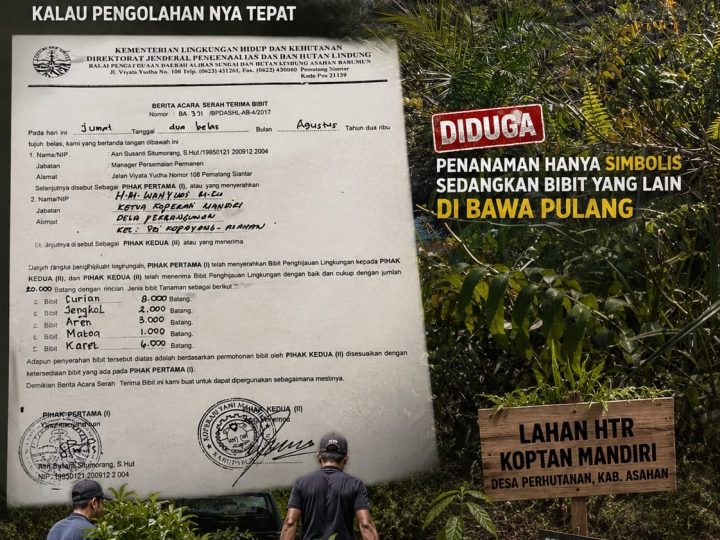 20 Ribu Batang Bibit dari Kemenhut Diduga Raib, Wahyudi Sebut Bibit Mati Karena Tanah Gambut Mengandung Zat Asam