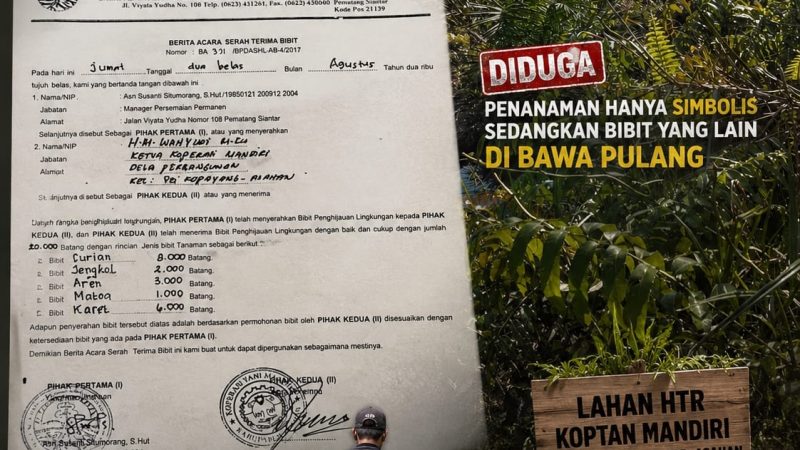 20 Ribu Batang Bibit dari Kemenhut Diduga Raib, Wahyudi Sebut Bibit Mati Karena Tanah Gambut Mengandung Zat Asam