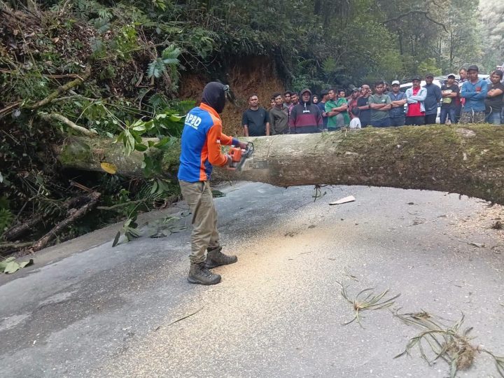 BPBD Gerak Cepat Lakukan Penanganan Pohon Tumbang Tutupi Badan Jalan di Silahisabungan