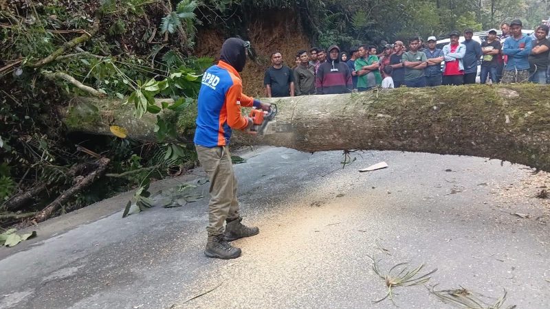 BPBD Gerak Cepat Lakukan Penanganan Pohon Tumbang Tutupi Badan Jalan di Silahisabungan
