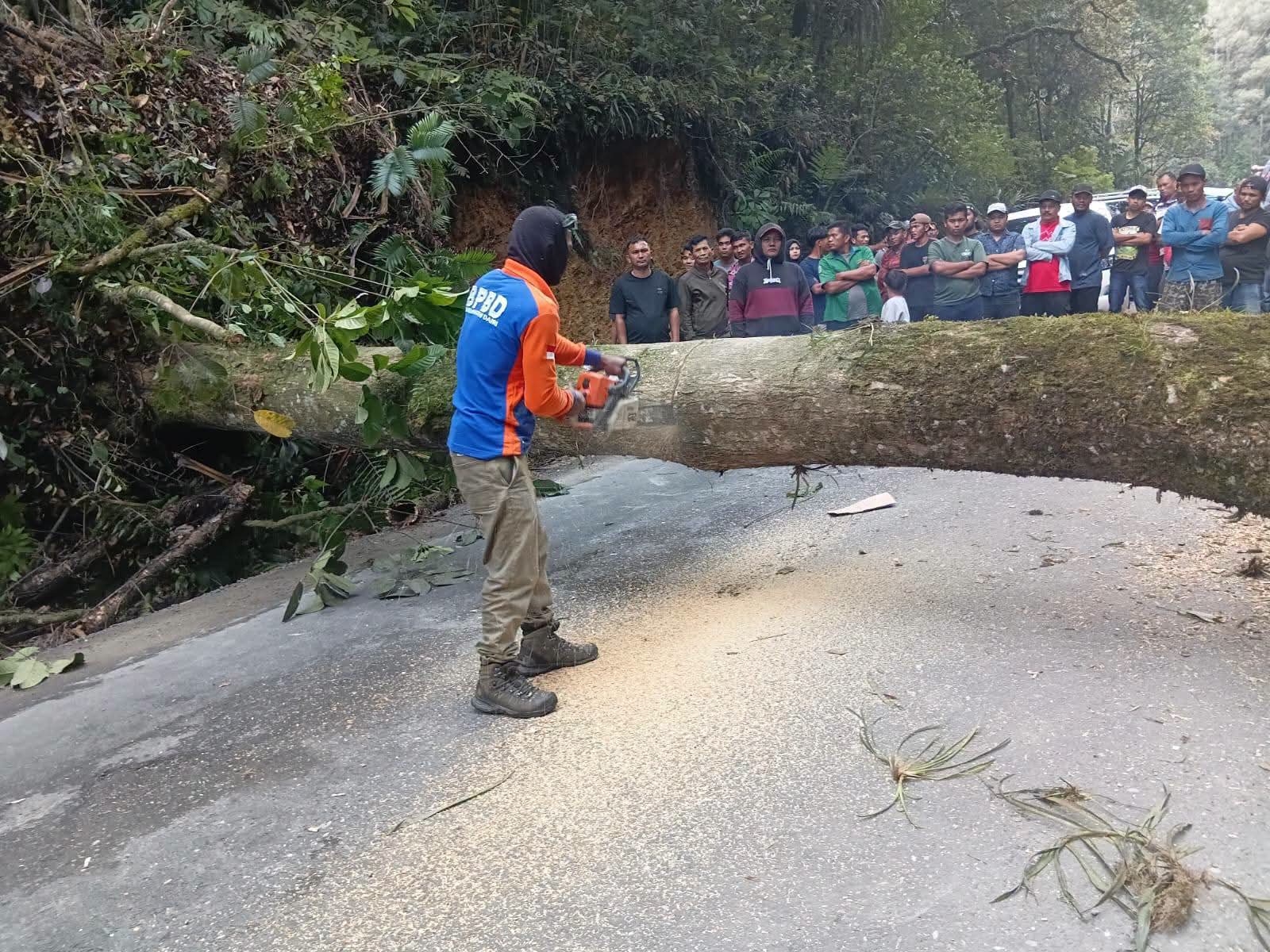 BPBD Gerak Cepat Lakukan Penanganan Pohon Tumbang Tutupi Badan Jalan di Silahisabungan