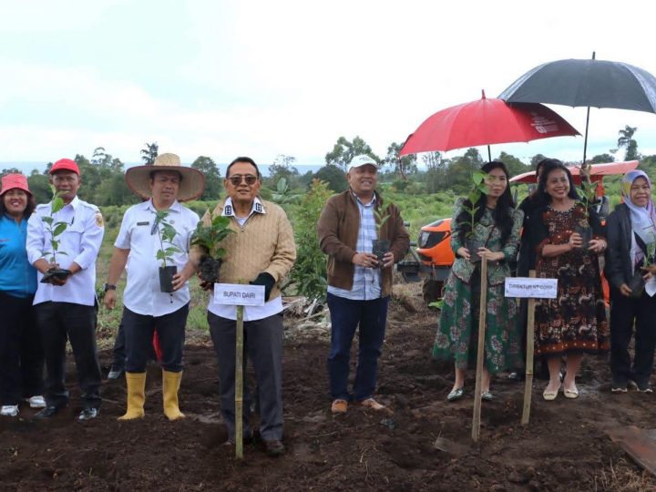 Tanam Perdana Bibit Kopi Arabika Kopi Dairi Menatap Pasar Dunia
