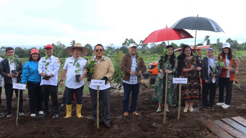 Tanam Perdana Bibit Kopi Arabika Kopi Dairi Menatap Pasar Dunia